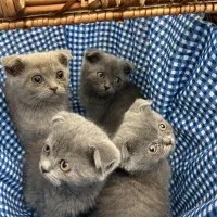 اسکاتیش بلو و لیلاک
