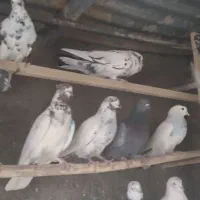 کبوتر