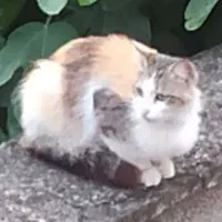 گربه نژاد دار... شده