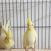 عروس هلندی