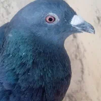 کبوتر مسافتی