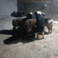 بره نر