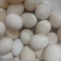 تخم مرغ محلی