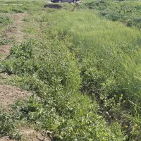 1200متر-زمین-کمربندی-گالیکش