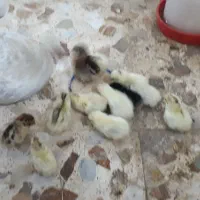 جوجه و مرغ و خروس جاپنیز
