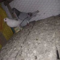 کبوتر دورگ اصیل ۳عدد