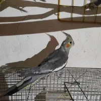 عروس هلندی