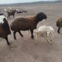 قوچ افشار بزری|حیوانات مزرعه|نیشابور, مازول|دیوار