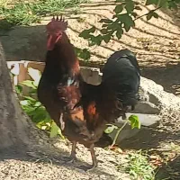 خروس بومی