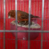 قناری جفت سبز سوخته