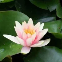 نهال بسیار زیبای نیلوفر ابی وبذر دررنگ مختلف