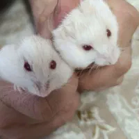 همستر کمپل چشم قرمز