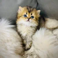 گربه خوش اخلاق آماده یک خونه امن
