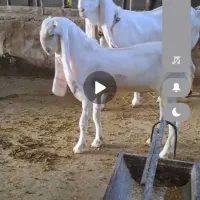 نربز گلابی اصل جوان هنوز یک ساله نشده
