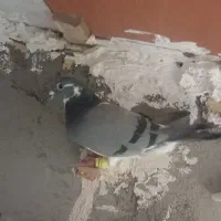 1میلیون