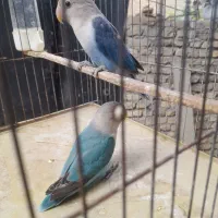 طوطی برزیلی پاربلو