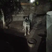 سگ سراب