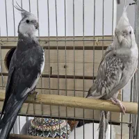 عروس هلندی جفت با تخم