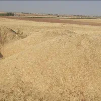 کاه دیم درجه یک