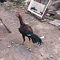 جوجه ی لاری