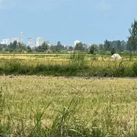 زمین-قواره-بندی-3-کیلومتری-ساحل-محمودآباد