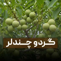 خرید نهال گردو اصلاح شده با لیبل اصالت