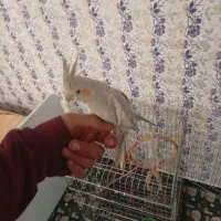 عروس هلندی