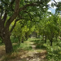 باغ در ایوند