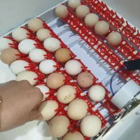 تخم مرغ نطفه دار