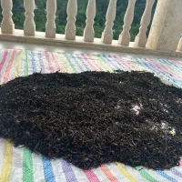 چای دستی بهاره