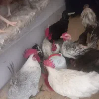 ۳۰ تا مرغ محلی