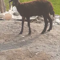 بره گوسفند