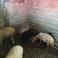 مرغ جوجه خروس گوسفند