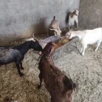 5عدد بز افغانی خوب