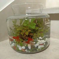 تنگ بزرگ پلنت