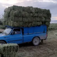 خرید فروش یونجه