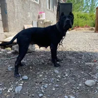 واگذاری ماده پیتبول