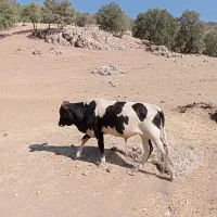 گوساله نر دورگ