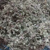 اویشن کوهی|خوردنی و آشامیدنی|سراب, |دیوار