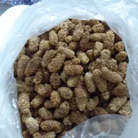 توت‌ خشک