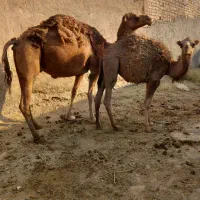 زاییده کوره. تخم بقوری وغیره..