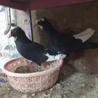 کبوتر قره مینا کرمونی ب ضمانت