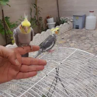 عروس هلندی