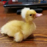 فروش اردک محلی  وکاکلی ۴۰ روزه
