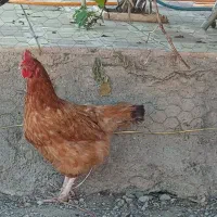 4عدد مرغ تخم گذار روستایی