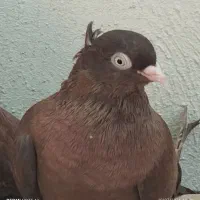 گمشده