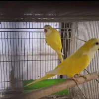 راهب‌زرد