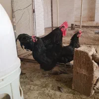 مرغ مولد استرالورپ