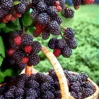 مربای تمشک و تمشک فریز شده