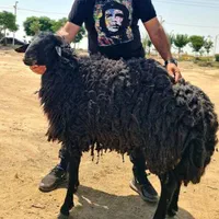 دام در کل استان تهران فروش فقط تماس بگیرید